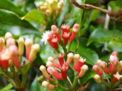 Clove Bud Essential Oil