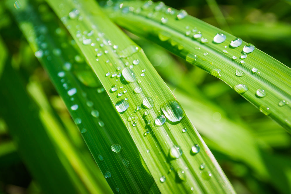 Lemongrass Essential Oil