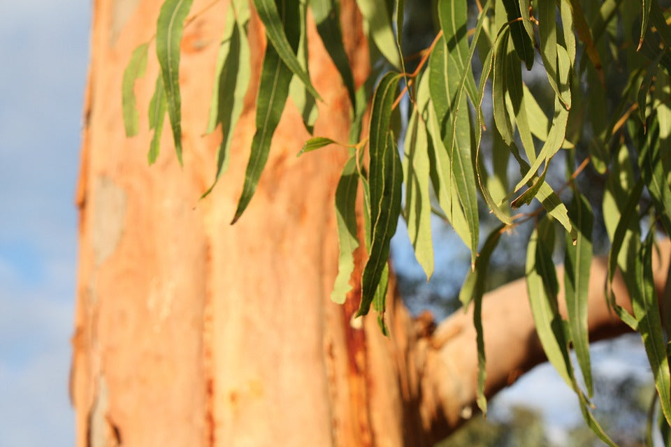 Eucalyptus Essential Oil