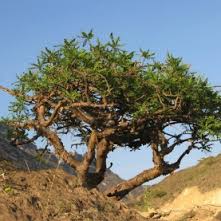 Frankincense Essential Oil