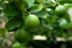 Lime Essential Oil