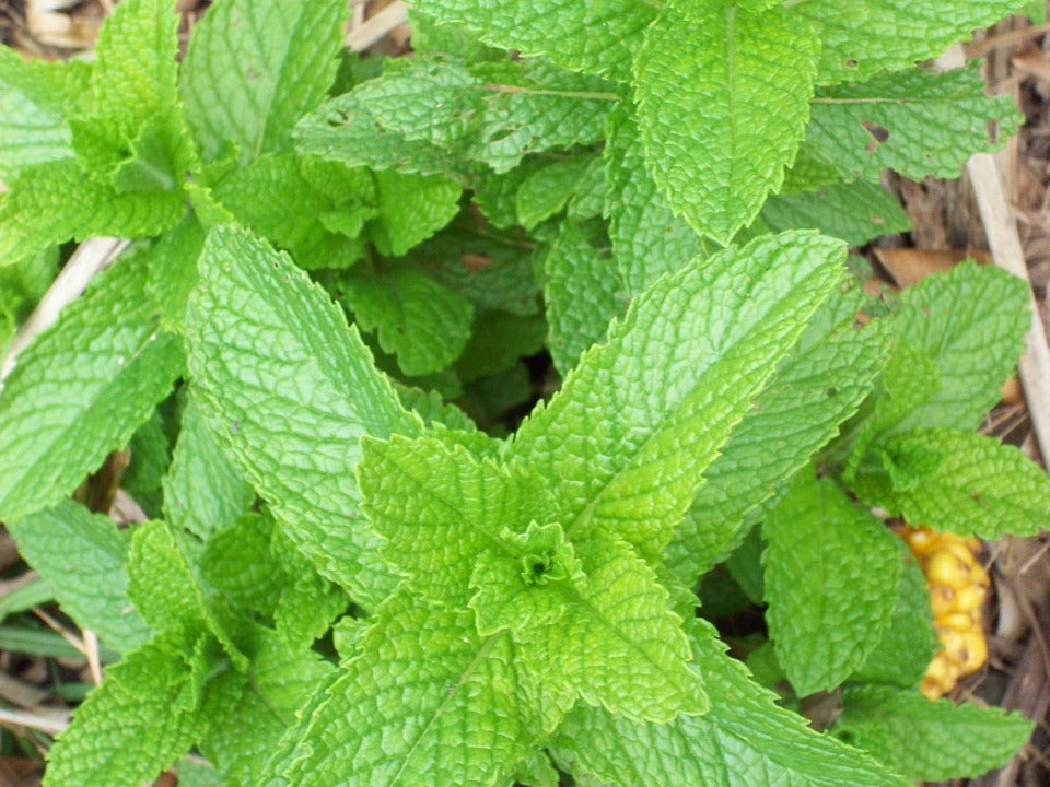 Peppermint Essential Oil
