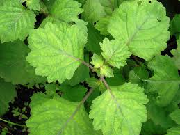 Patchouli Essential Oil
