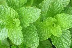 Spearmint Essential Oil