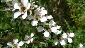 Tea Tree Essential Oil