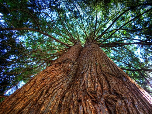 Cedarwood Essential Oil