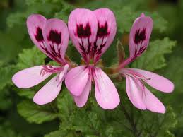 Geranium Essential Oil