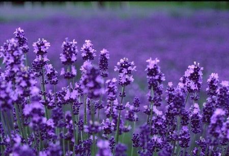 Lavender Essential Oil