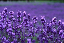 Load image into Gallery viewer, Lavender Essential Oil
