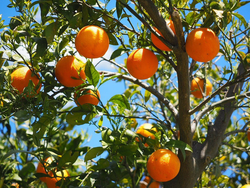 Sweet Orange Essential Oil
