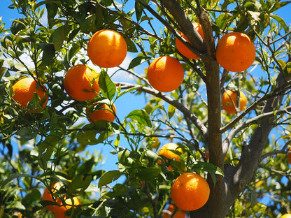 Sweet Orange Essential Oil